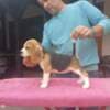 Beagle puppies photo 2