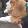 Beagle puppies photo 3