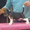 Beagle puppies photo 4