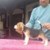 Beagle puppies photo 6
