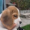 Beagle puppies photo 7