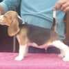Beagle puppies photo 8