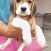 Beagle puppies photo 9