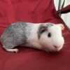 Guinea Pigs photo 1