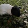 Guinea Pigs photo 2