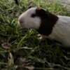 Guinea Pigs photo 3