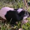 Guinea Pigs photo 4