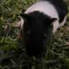 Guinea Pigs photo 5