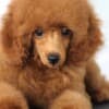 Toy Poodle Puppies for Sale photo 1