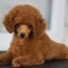 Toy Poodle Puppies for Sale photo 2