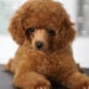 Toy Poodle Puppies for Sale photo 3