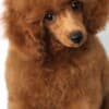 Toy Poodle Puppies for Sale photo 4