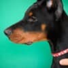 Doberman puppies for sale photo 1