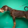 Doberman puppies for sale photo 2