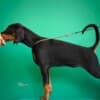 Doberman puppies for sale photo 3