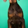 Doberman puppies for sale photo 4