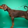 Doberman puppies for sale photo 5