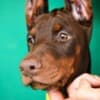 Doberman puppies for sale photo 6