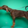 Doberman puppies for sale photo 9