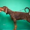 Doberman puppies for sale photo 10