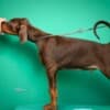 Doberman puppies for sale photo 11