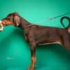 Doberman puppies for sale photo 12