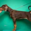 Doberman puppies for sale photo 13