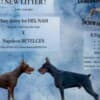 Doberman puppies for sale photo 14