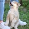 Japanese Akita Inu puppies photo 1