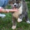 Japanese Akita Inu puppies photo 2