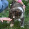 Japanese Akita Inu puppies photo 3