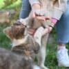 Japanese Akita Inu puppies photo 4