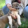 Japanese Akita Inu puppies photo 5