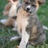 Japanese Akita Inu puppies photo 6