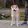 Japanese Akita Inu puppies photo 7