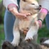 Japanese Akita Inu puppies photo 8