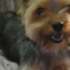 Champion Bloodline Male Yorkie photo 1