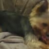 Champion Bloodline Male Yorkie photo 2