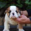 English Bulldog Beautiful Puppies photo 1