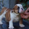 English Bulldog Beautiful Puppies photo 9