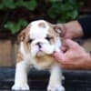 English Bulldog Beautiful Puppies photo 10