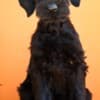 Giant Black Schnauzer puppies photo 1