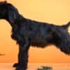 Giant Black Schnauzer puppies photo 2
