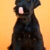 Giant Black Schnauzer puppies photo 3