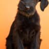 Giant Black Schnauzer puppies photo 4
