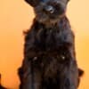 Giant Black Schnauzer puppies photo 5
