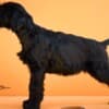 Giant Black Schnauzer puppies photo 6
