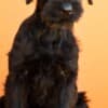 Giant Black Schnauzer puppies photo 8