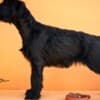 Giant Black Schnauzer puppies photo 9
