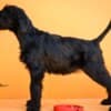 Giant Black Schnauzer puppies photo 10